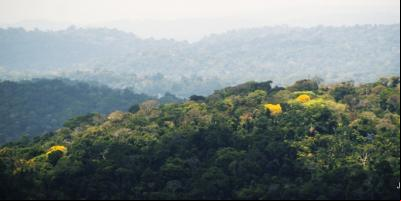 Ipês em meio à floresta, na TI Cachoeira Seca (PA), a mais desmatada da Amazônia em 2016-2017 | Juan Doblas / ISA